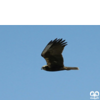 گونه سنقر تالابی Western Marsh Harrier